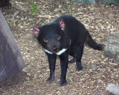 Tasmanian Devil 3