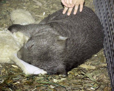 Wombat 3