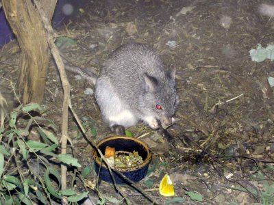 Antechinus 3