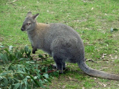 Wallabi 3