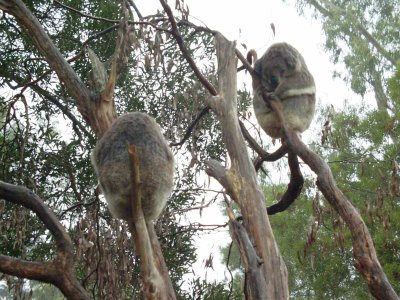 Koala 3
