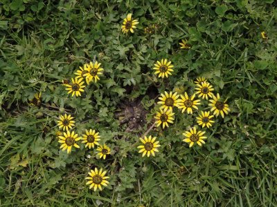 South African Daisies 1