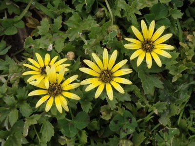 South African Daisies 2