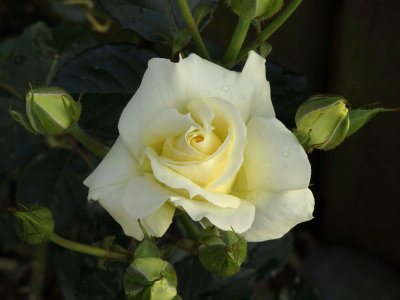 Sandra's Rose 2