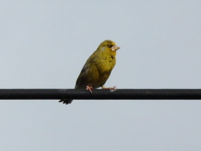 Green Finch