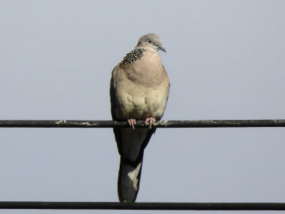 Spotted Dove