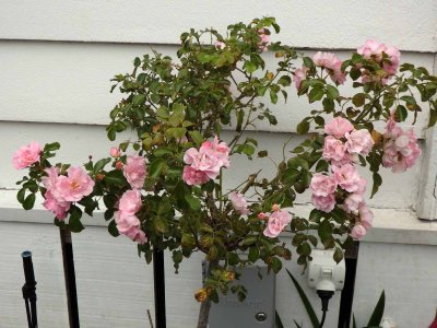 Pink Rose Bush