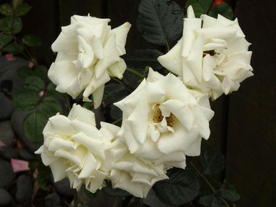 Cream Rose Bush 2
