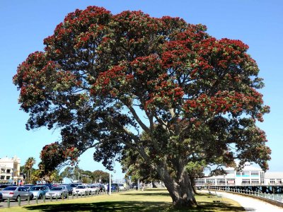 Pohutakawa Tree 1