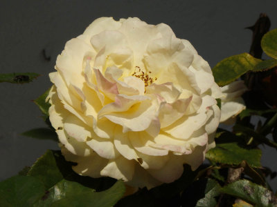 Cream  Rose