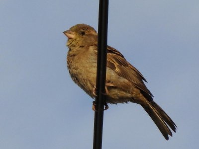 Sparrow 1