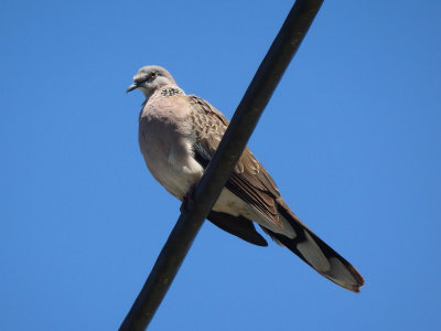 Spotted Dove 1