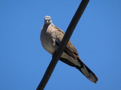 Spotted Dove 2