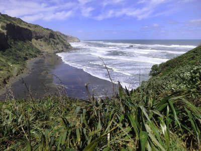 Muriwai Beach Gannets 2016-2017
