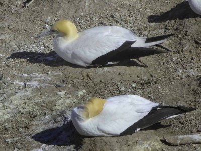 Two Gannets 1