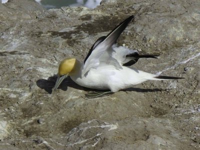 Gannet 1