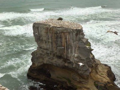 Motutara Island 5