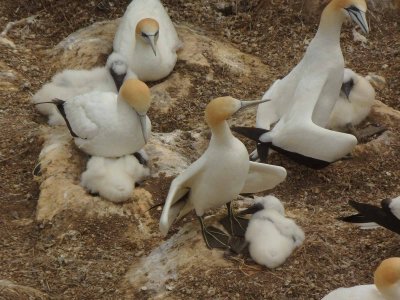 Gannets and Chicks 1