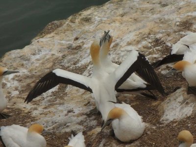 Two Gannets 2