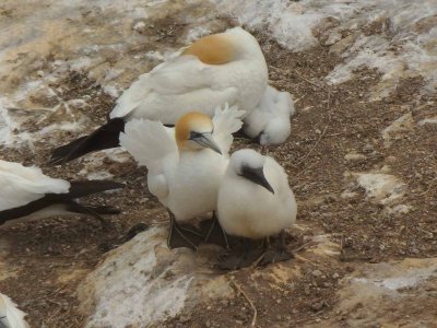 Gannets and Chicks 3