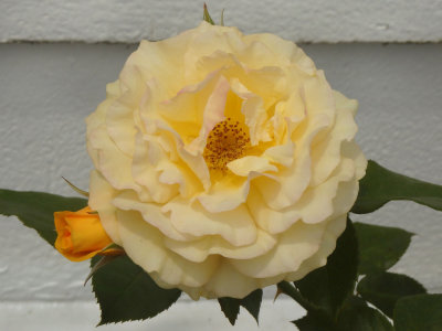 Yellow Rose 5