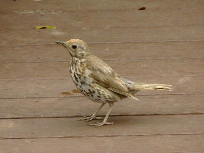 Song Thrush 1