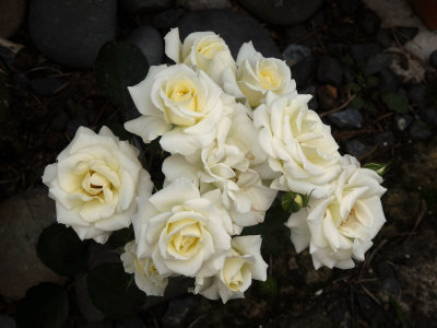 Cream Rose 1