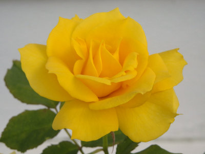 Yellow Rose 1