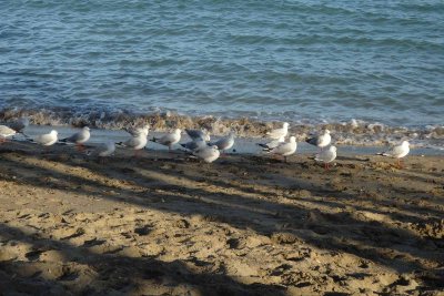 Gulls
