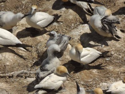 Gannets and Chicks 5