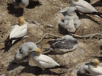 Gannets and Chicks 6