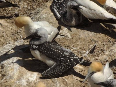Gannets and Chicks 7