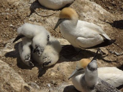 Gannets and Chicks 8
