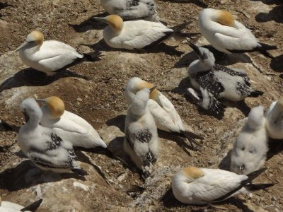 Gannets and Chicks 11