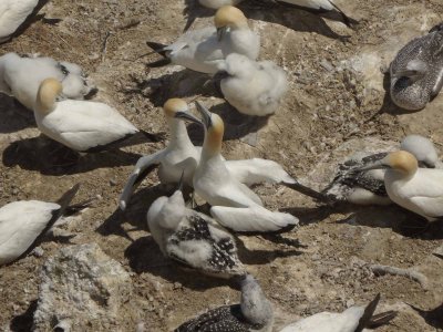 Gannets and Chicks 12