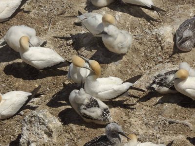 Gannets and Chicks 13