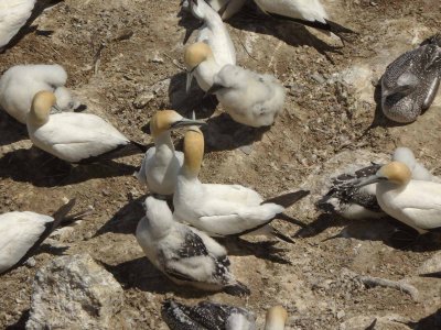 Gannets and Chicks 14