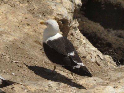 Blackbacked Gull 2