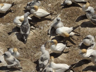 Gannets and Chicks 16