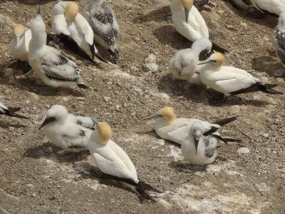 Gannets and Chicks 18
