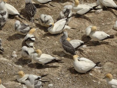 Gannets and Chicks 20