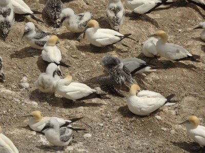 Gannets and Chicks 21