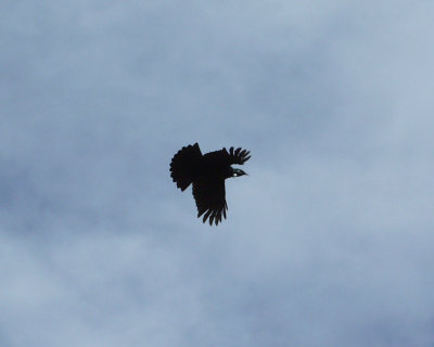 Tui