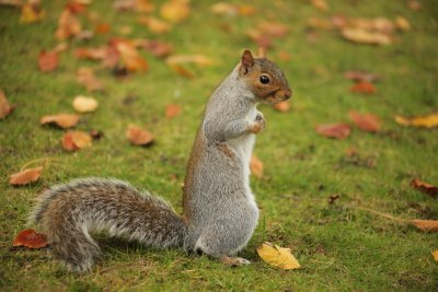 Squirrels - October 2015