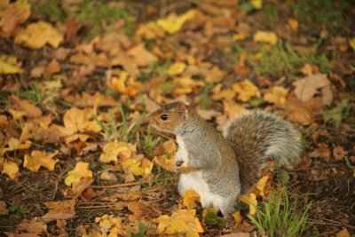 Squirrels - October 2015