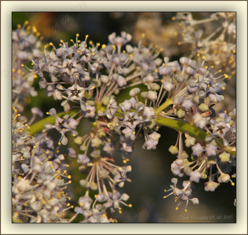 Green Bark Ceanothus/Califorina Lilac