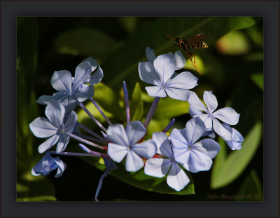 The Plumbago Pollinators Of Summer