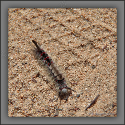 A Most Ornate Creature - White-marked Tussock Moth Caterpillar?