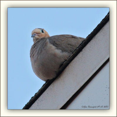 A Dove On The Edge