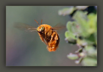 Eye To EyeMale Xylocopa varipunctaValley Carpenter Bee